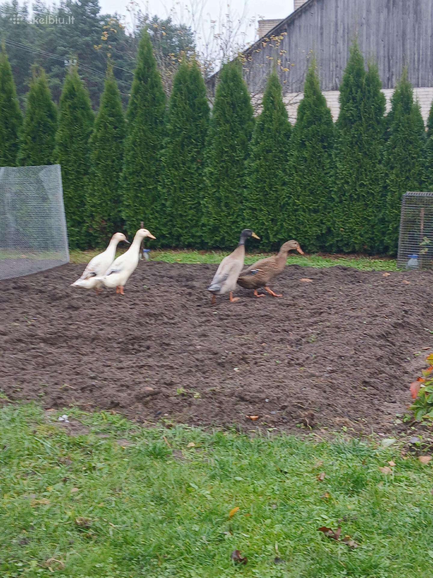 Parduodu indijos bėgikes