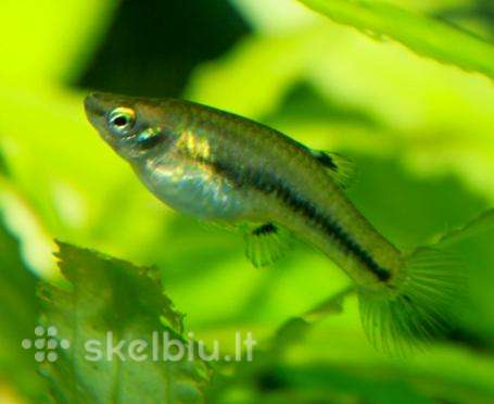 Ieškau žuvyčių Least killifish/heterandria formosa