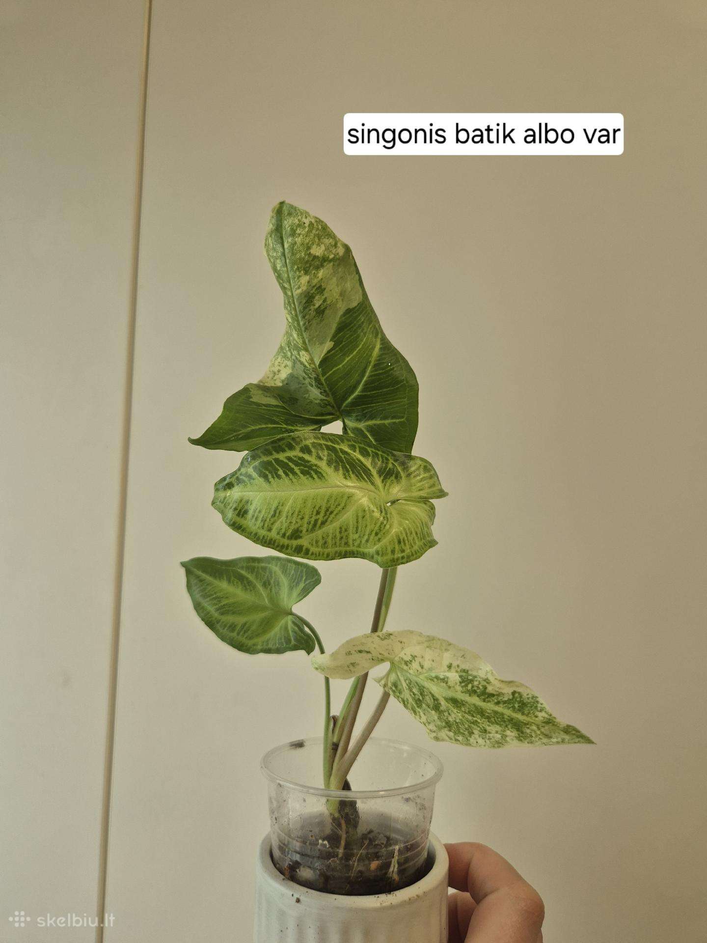 Singonis batik albo variegata