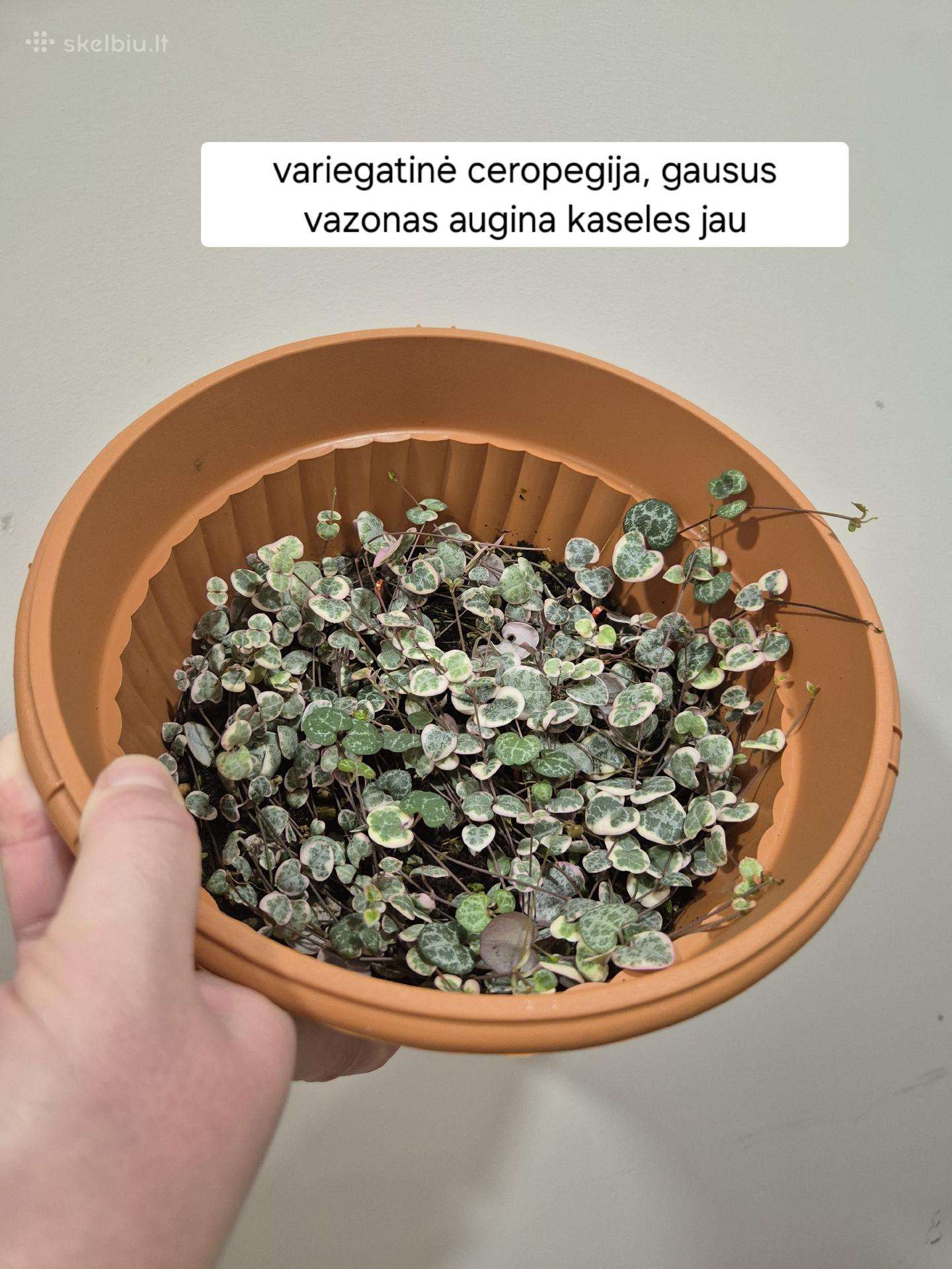 Ceropegija, skindapas moonlight