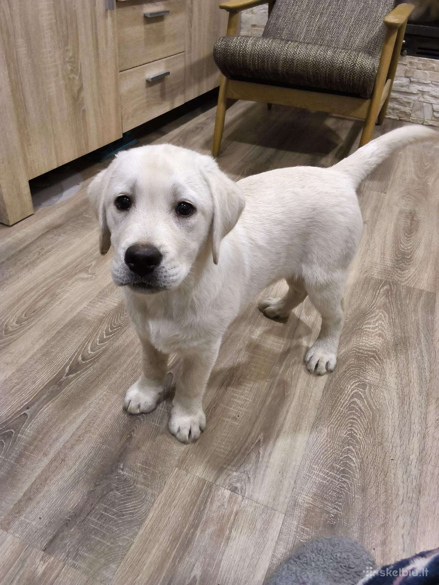 Kilmingi labradoro retriveriai