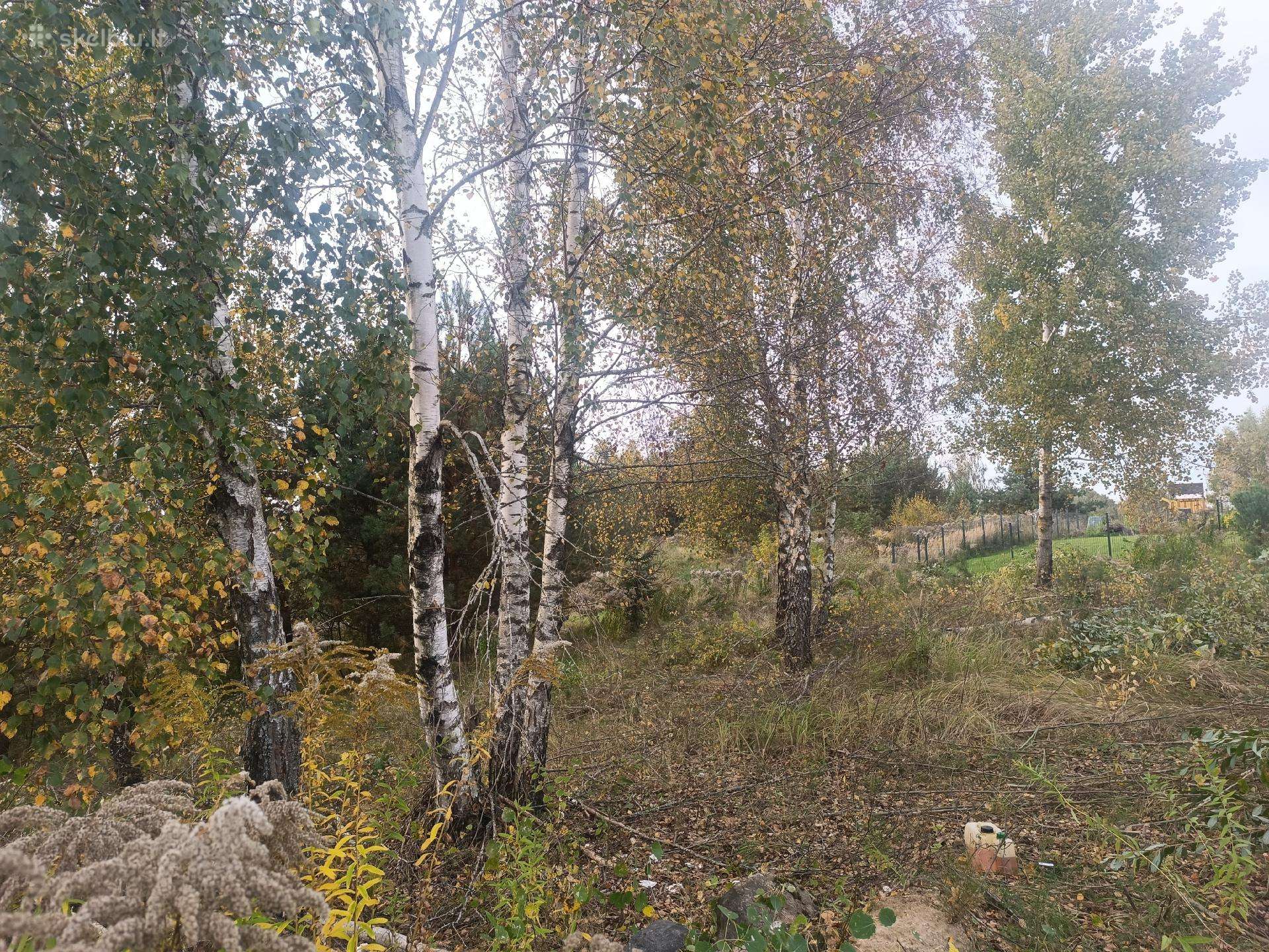 Dovanoju medžius nusipjovimui