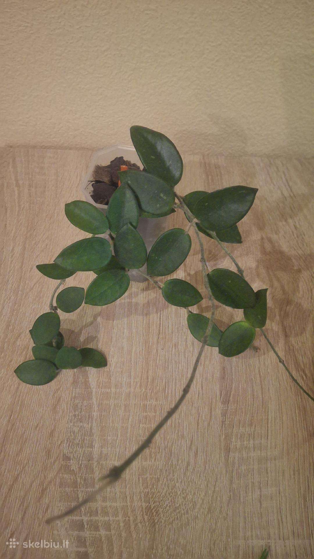 Hoya