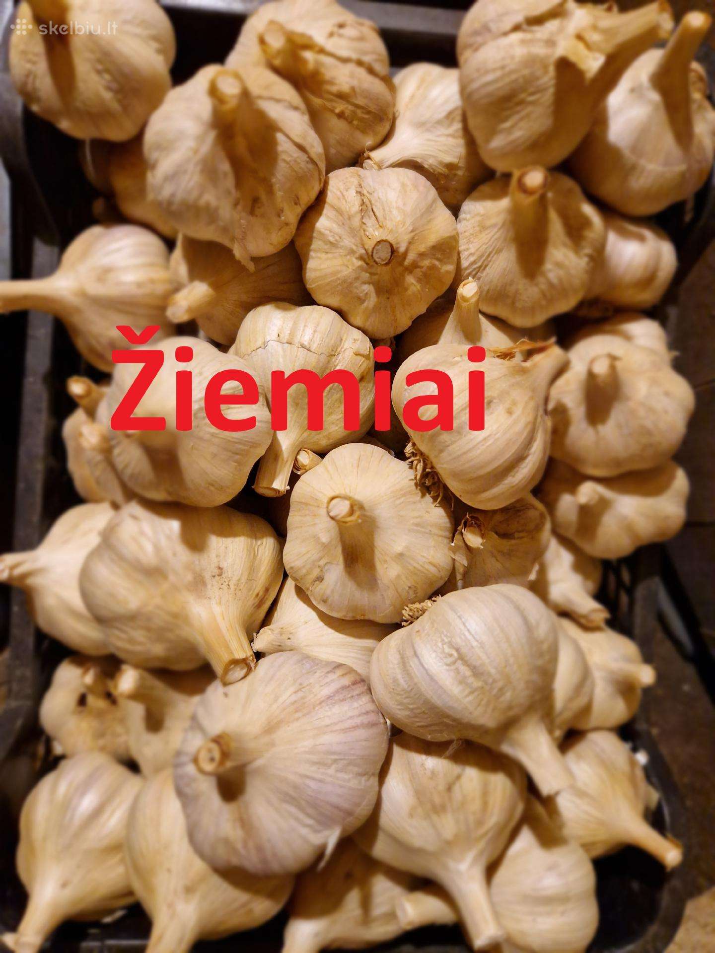 Žieminiai česnakai