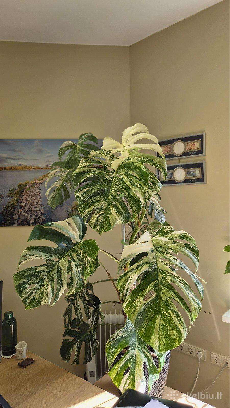Monstera deliciosa variegata