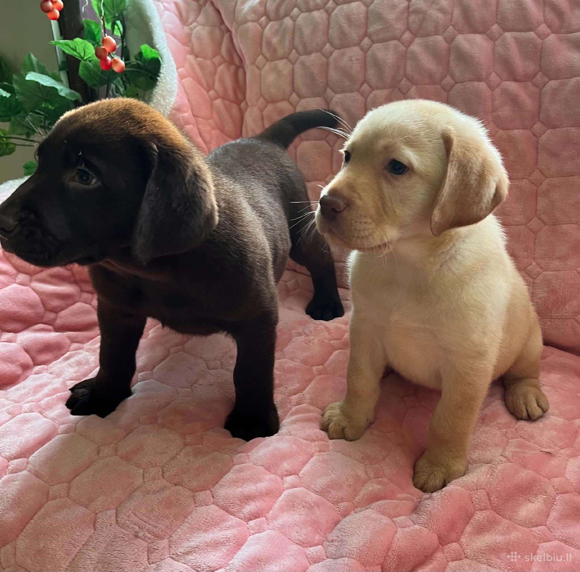 Parduodami Labradoro retriveriai.