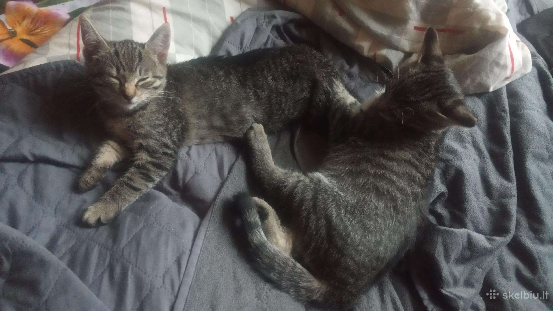 Dovanojame katinukus 2mėn