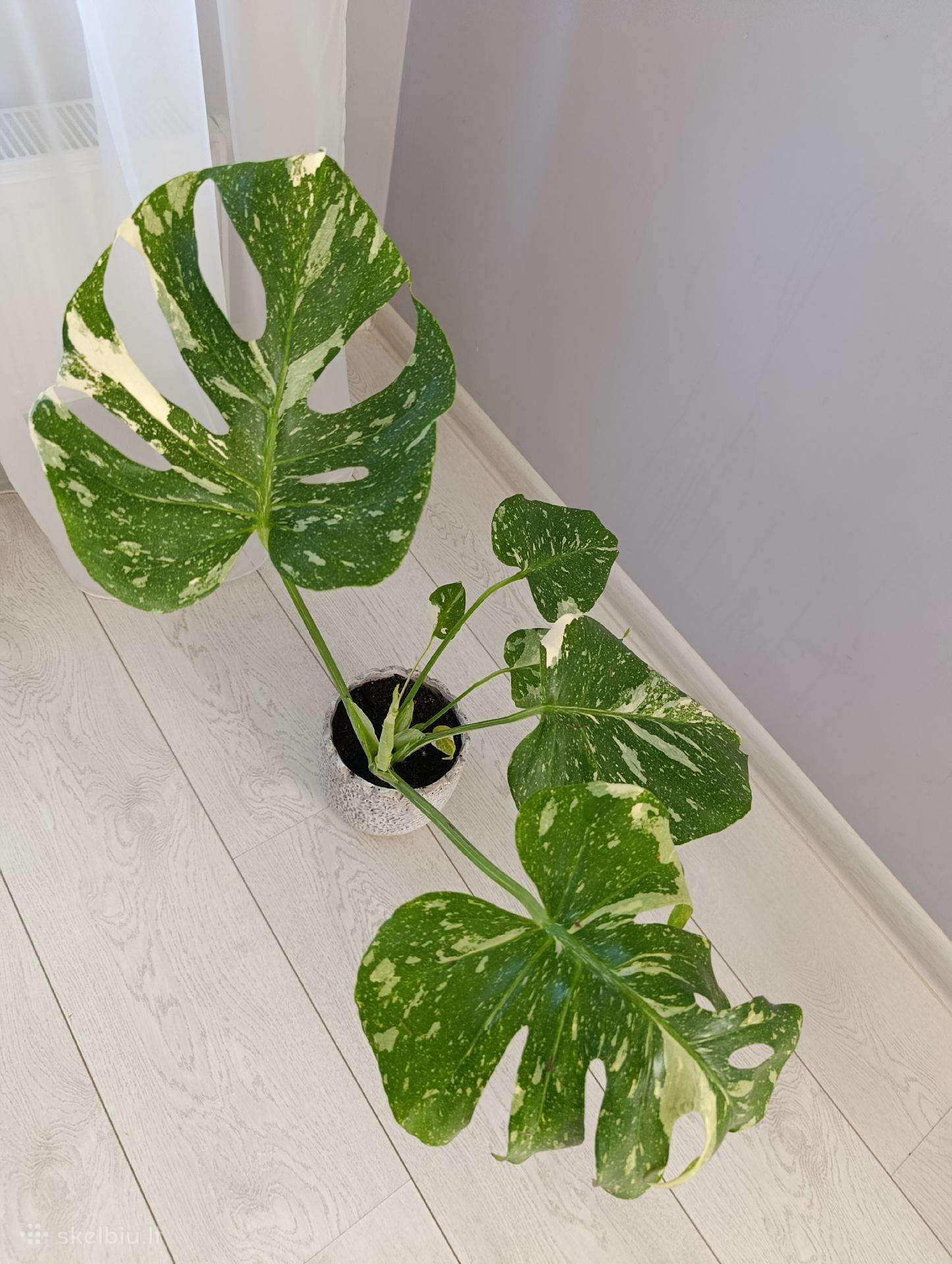 Monstera thai constellation