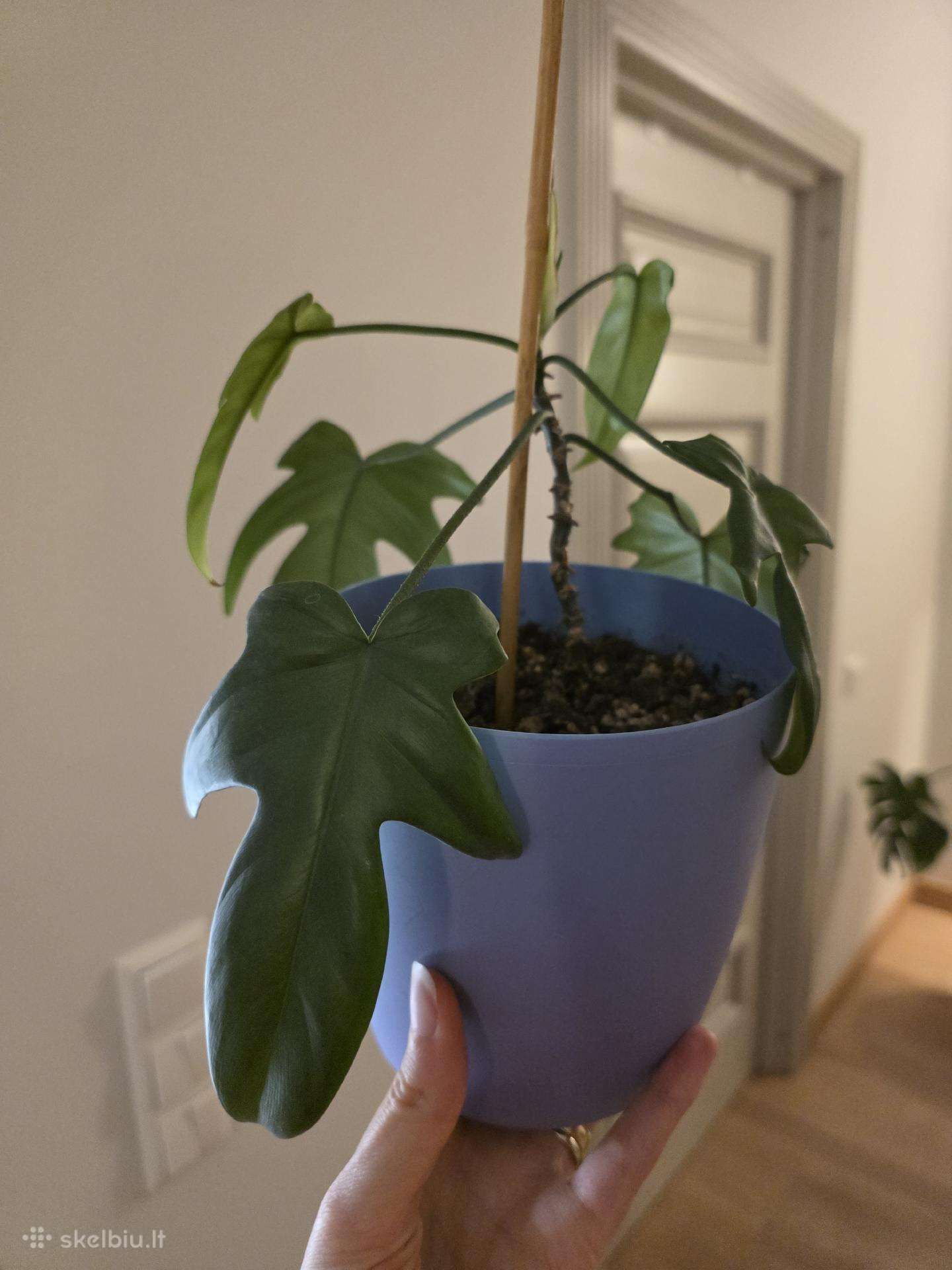Philodendron Florida