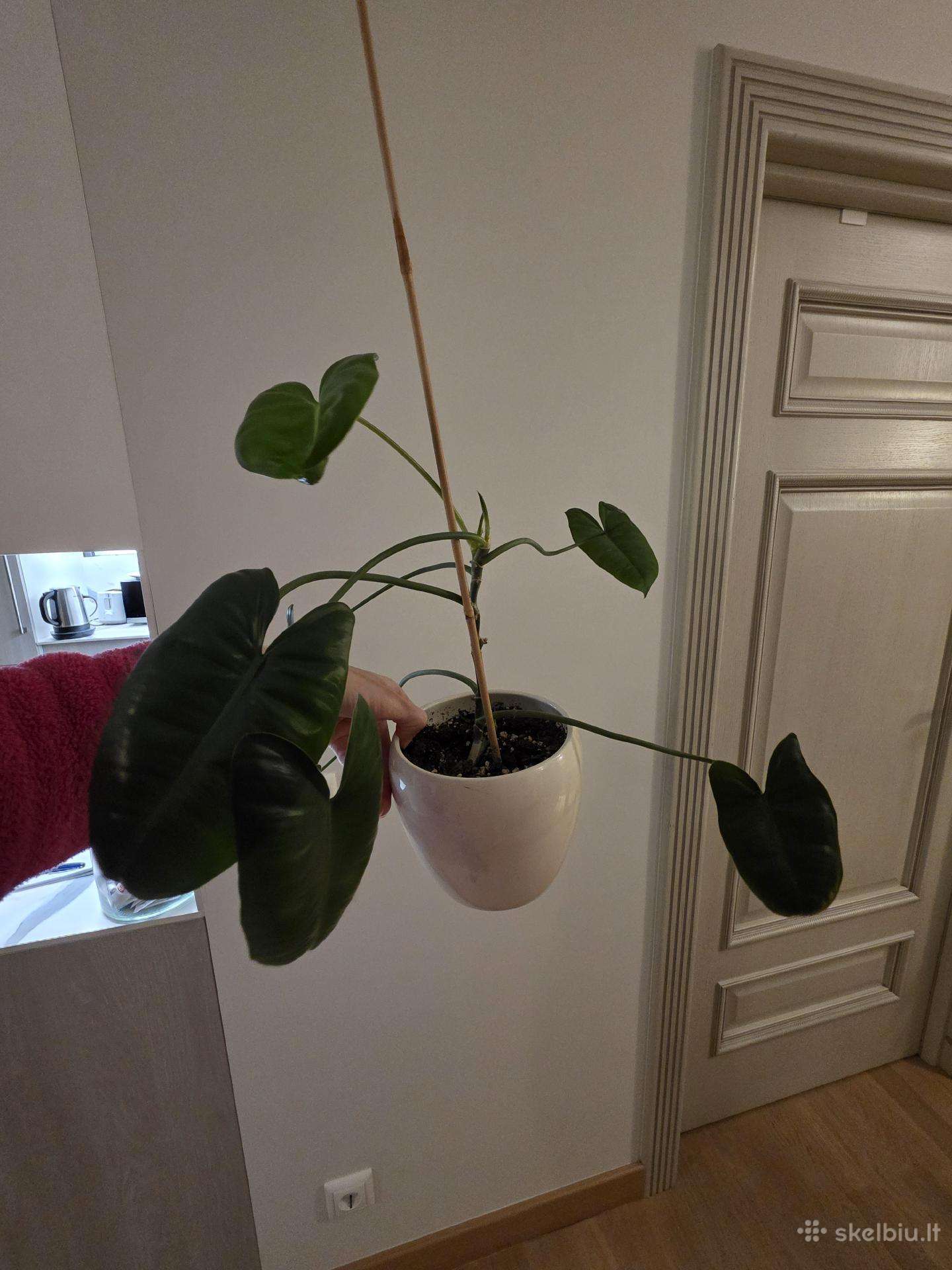 Philodendron Felix