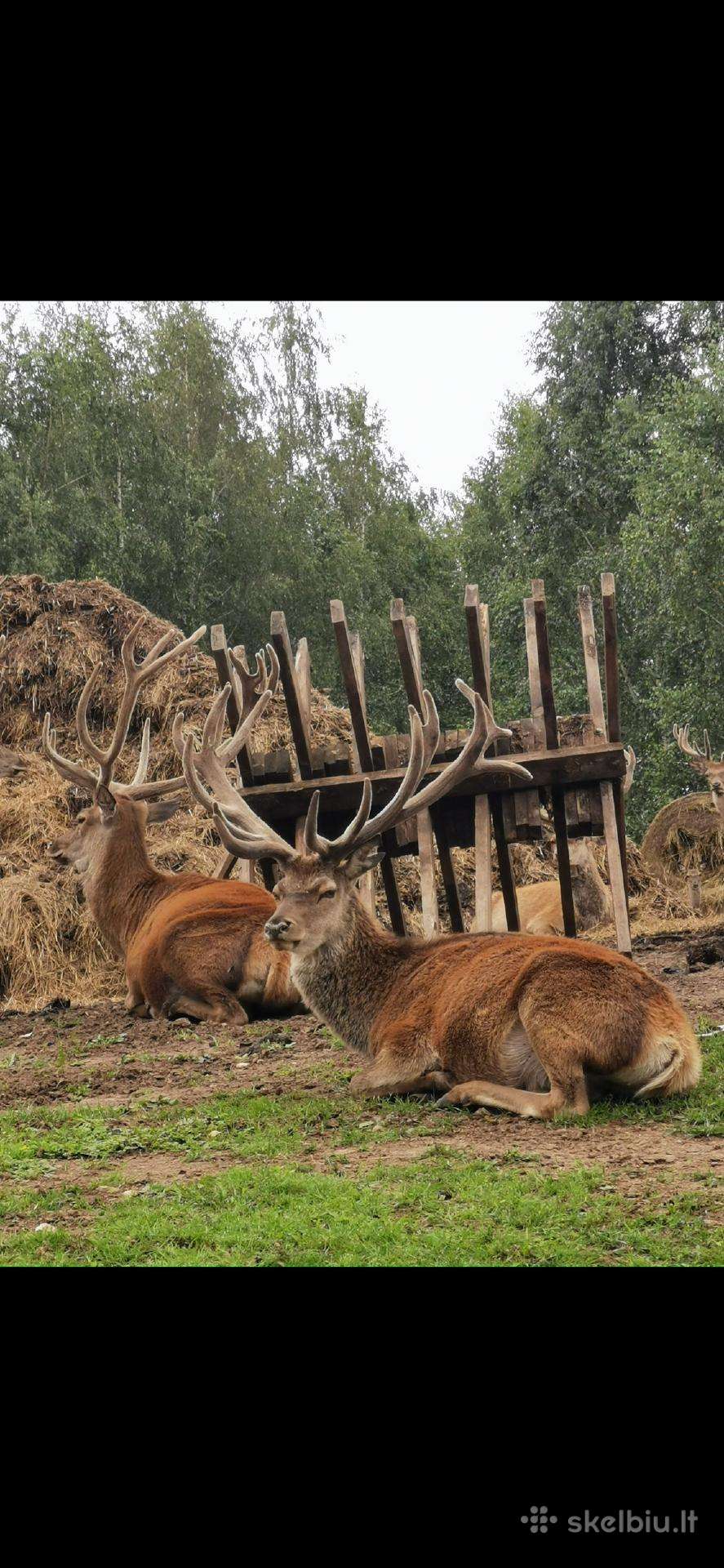 Parduodami ekologinio ūkio elniai ir danieliai