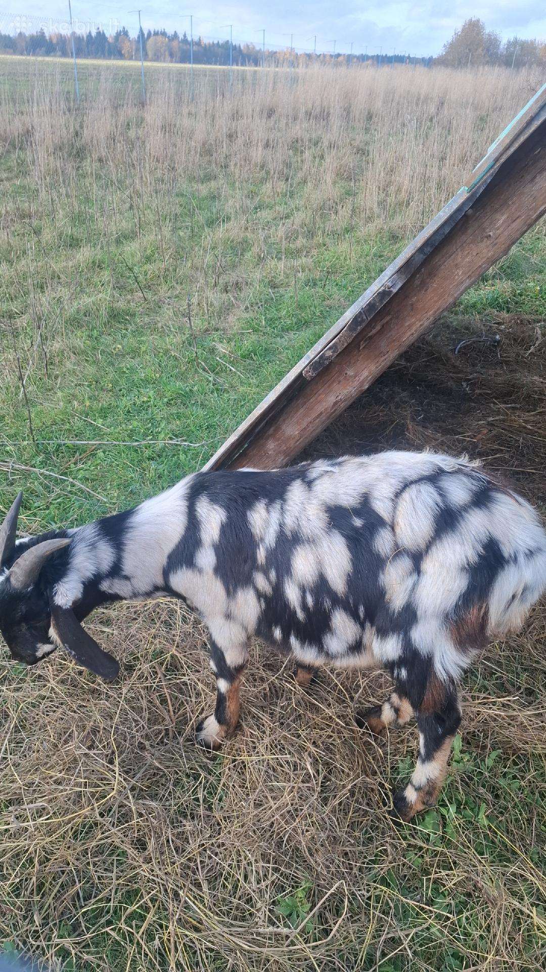 Ožiukai