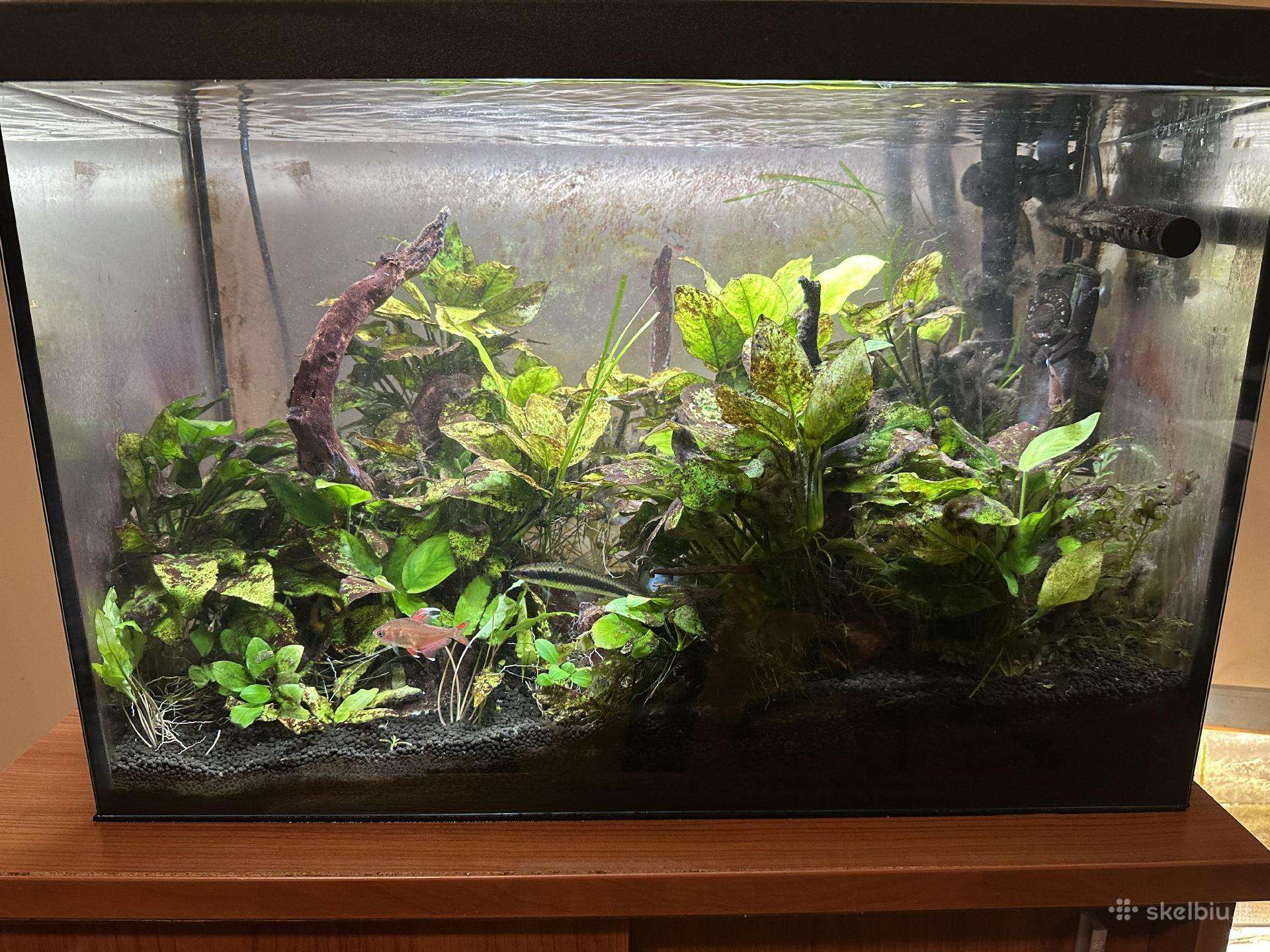 Akvariumas 72l