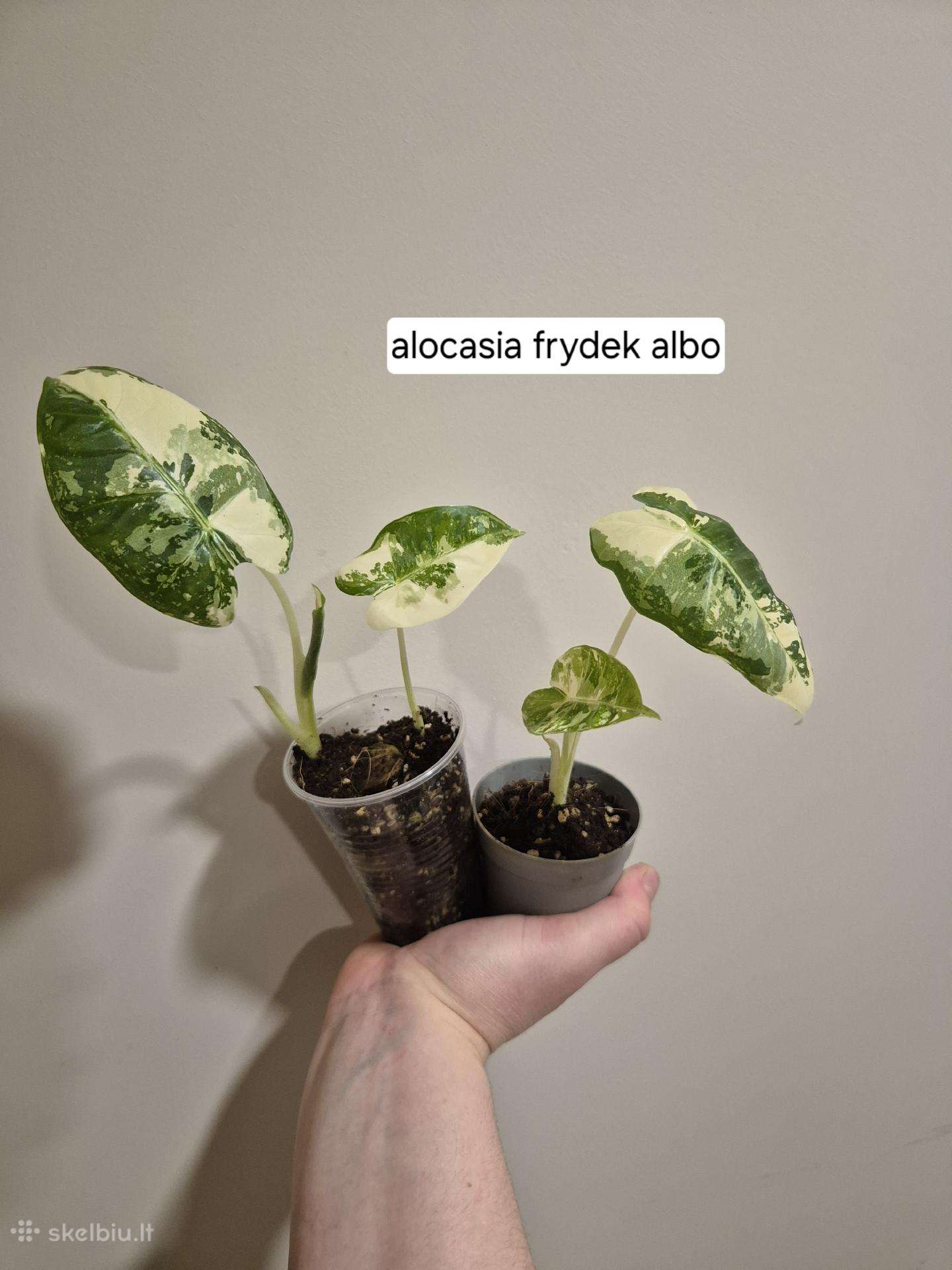 Alocasia frydek albo