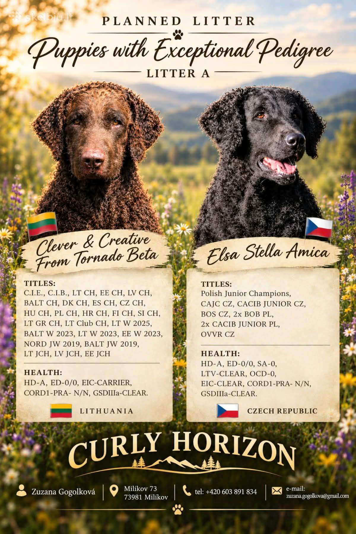 Garbanotas retriveris / Curly coated retriever