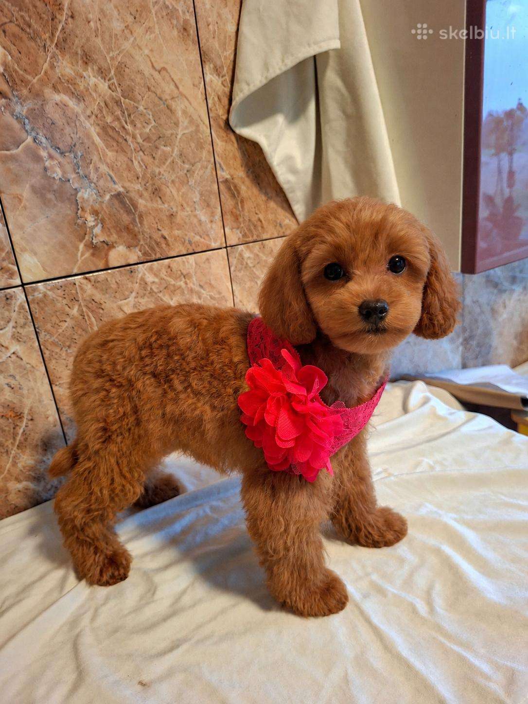 Cavapoo