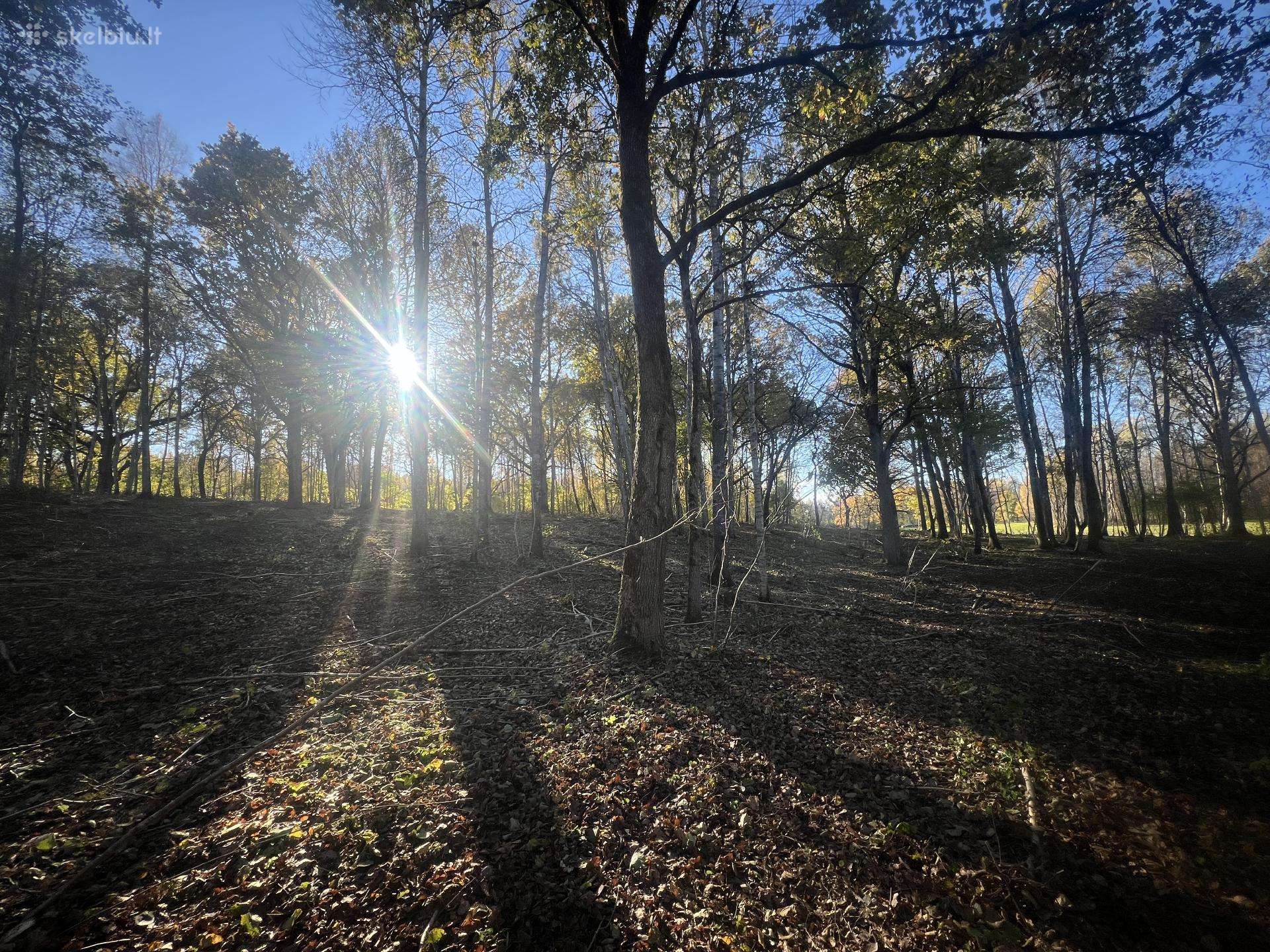 Sklypų valymas, miškų kirtimas ir biokuro ruoša