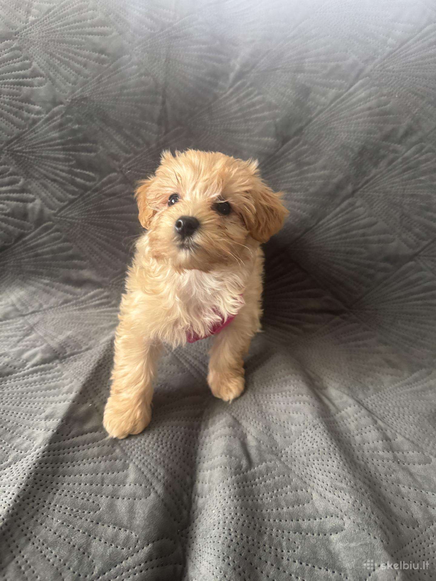 Mergyte maltipoo
