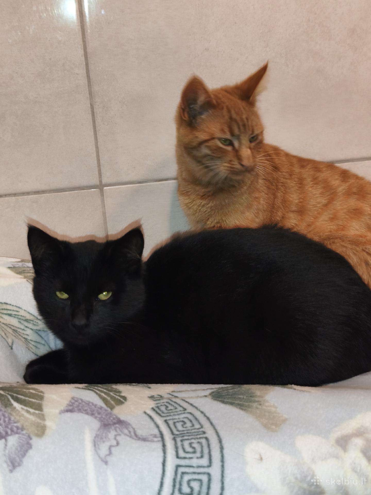 Ieškome namų katinėliams (juodas ir ryžiukas)