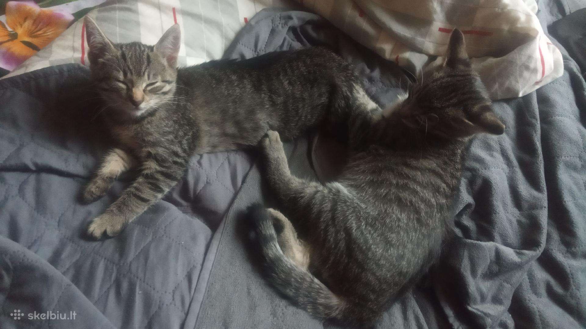 Dovanojame katinukus 2mėn