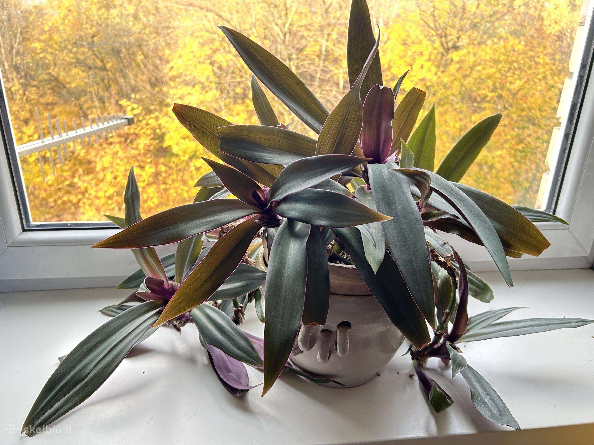Didelis žydintis dvispalvis rėjus (Tradescantia)
