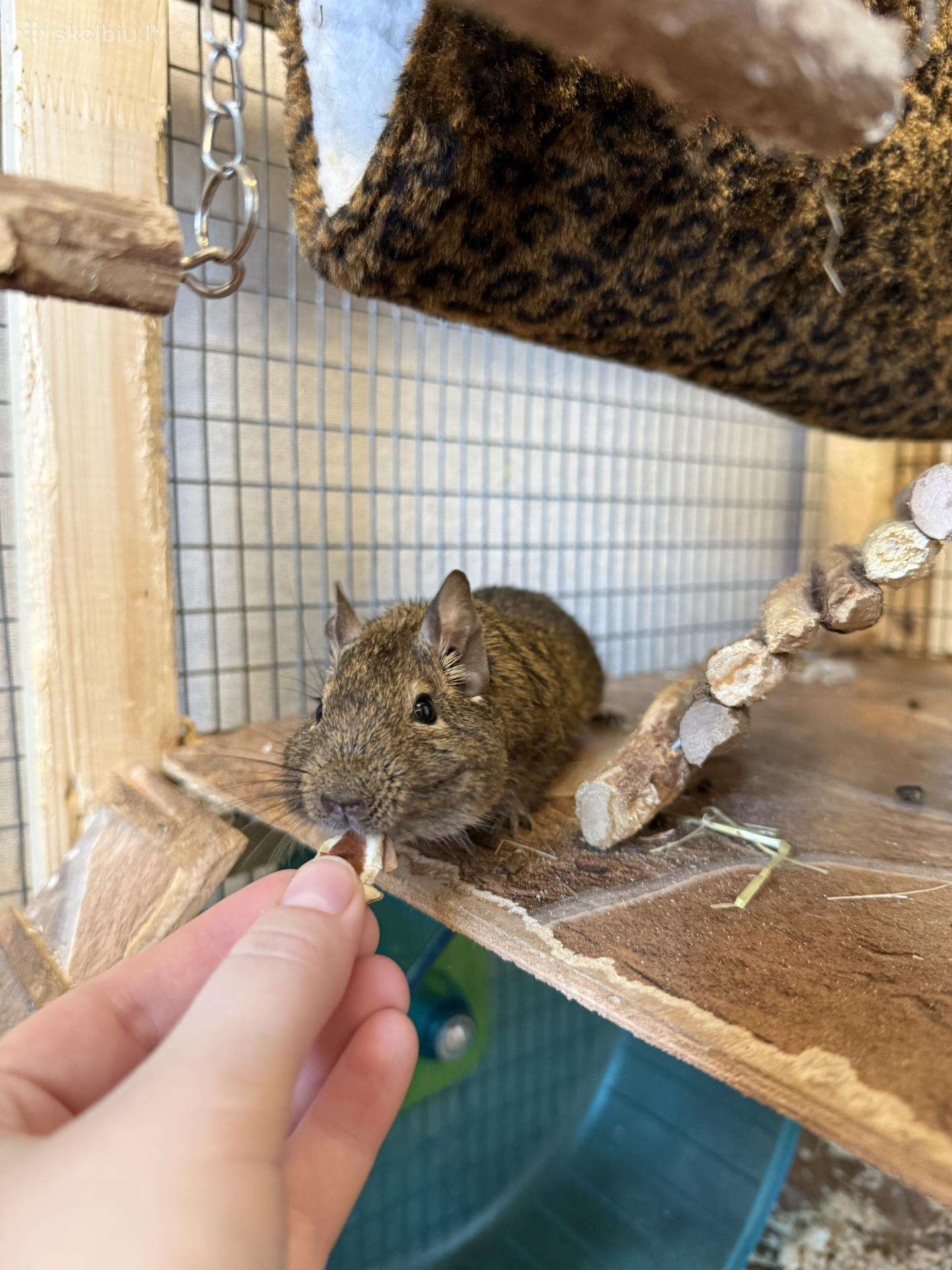 Parduodu degu su narvu, maistu ir kitais priedais