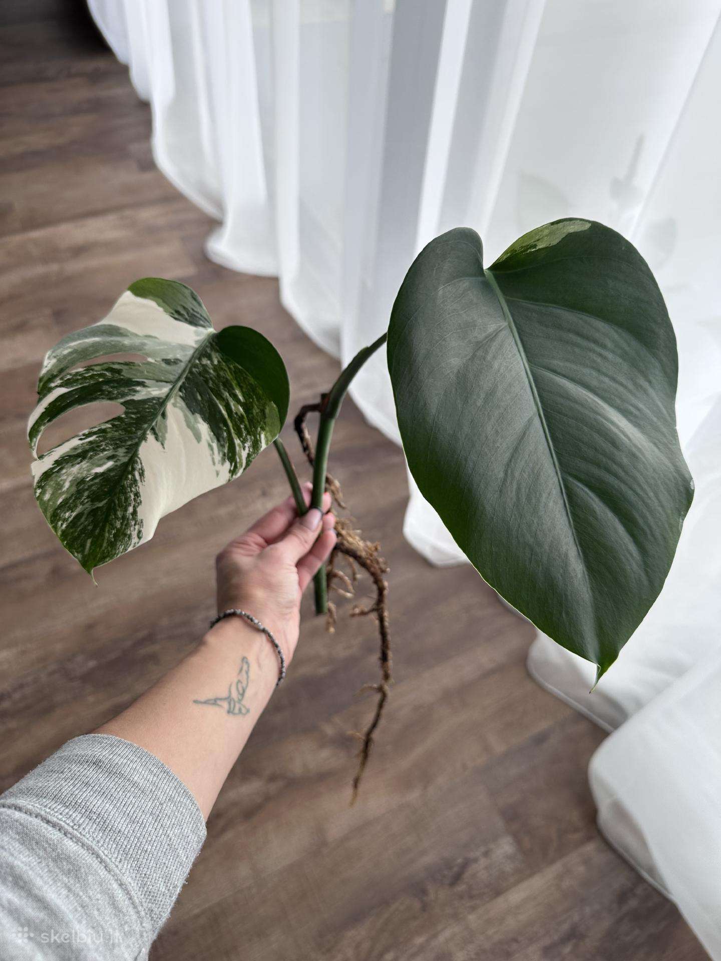 Monstera albo variagata karpiniai