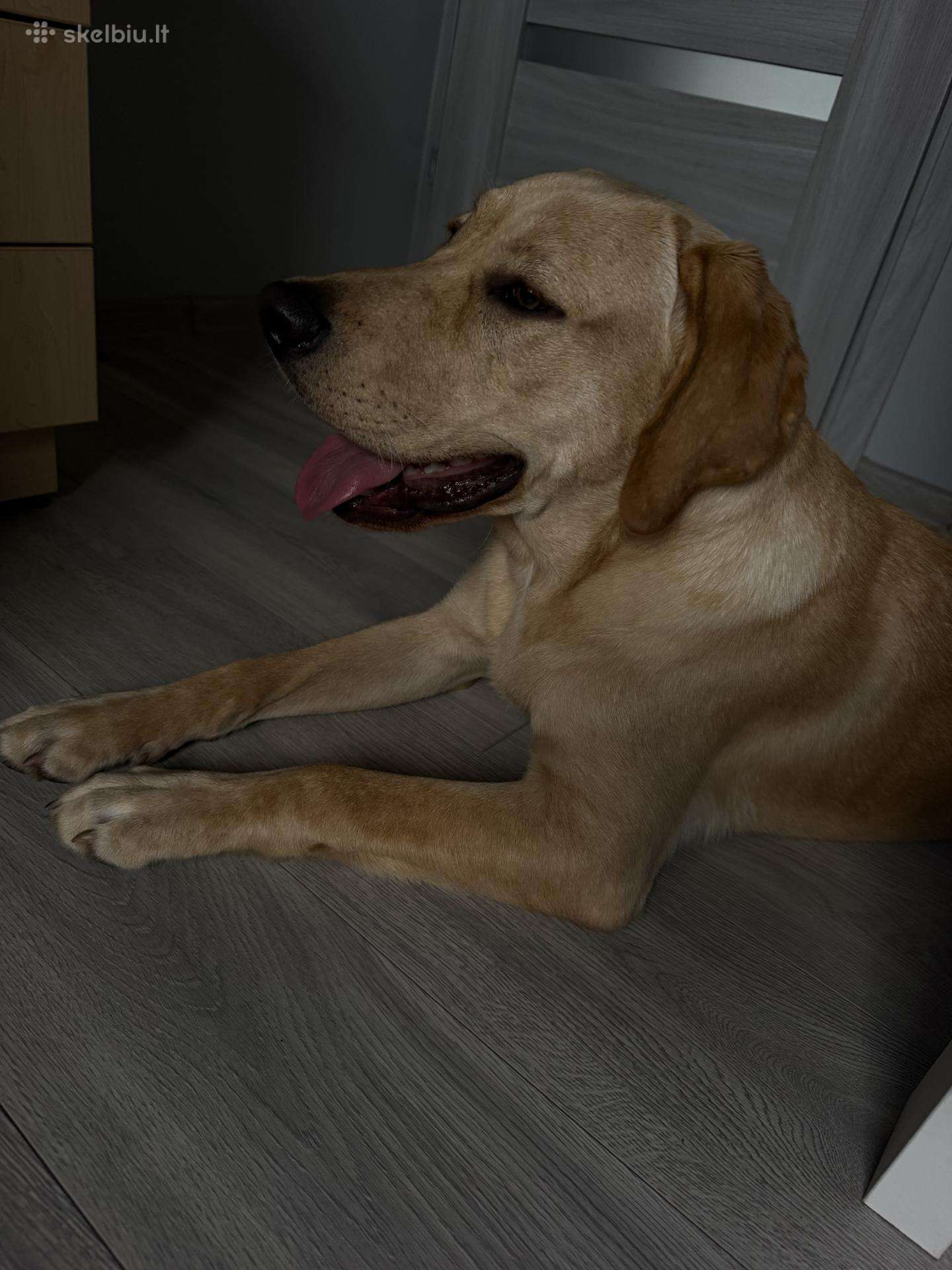 Labradoro retriveris
