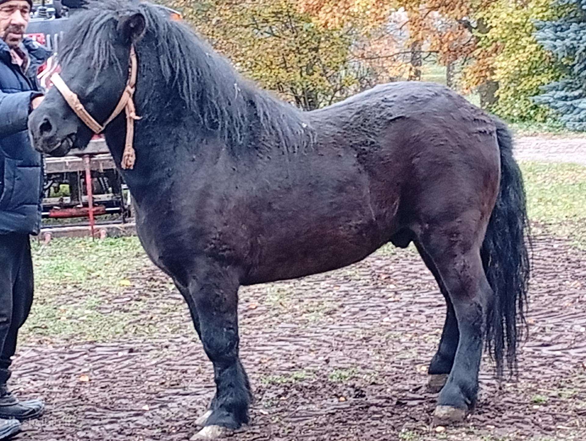 Pardodu poni