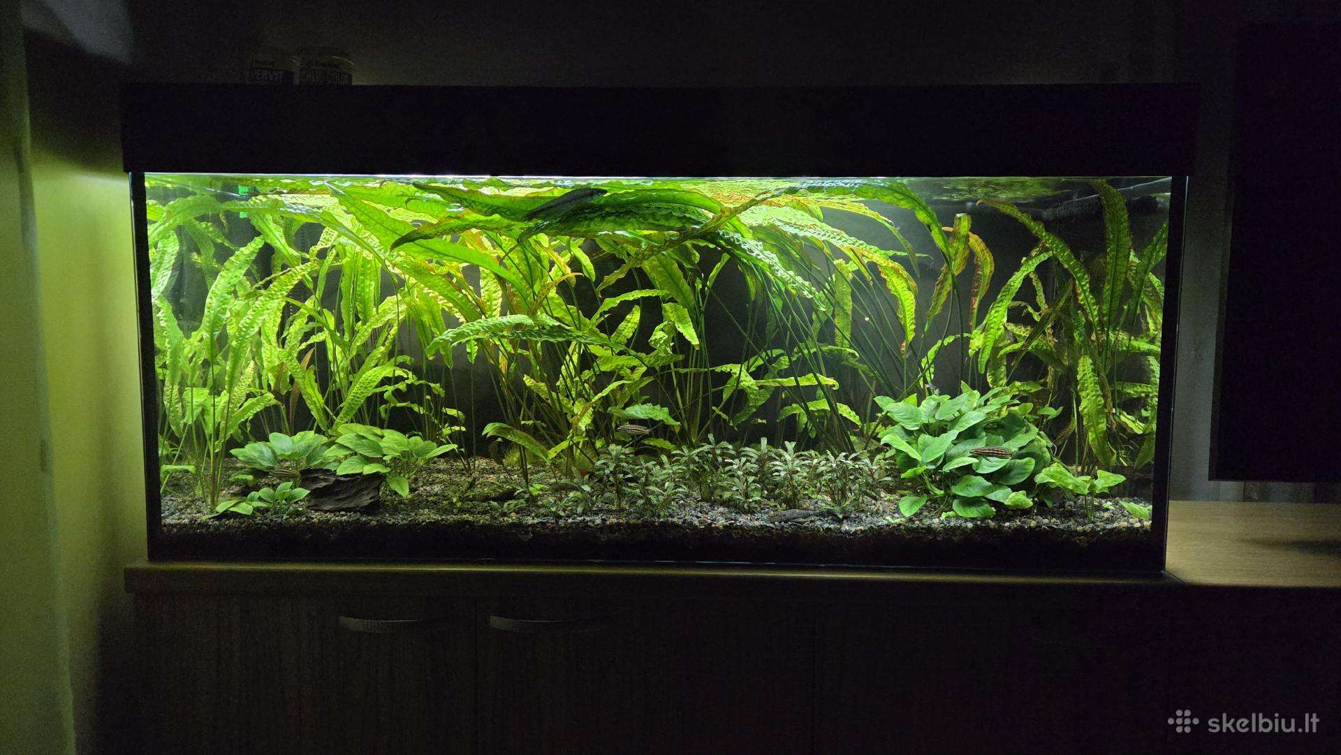 Akvariumas ~400ltr