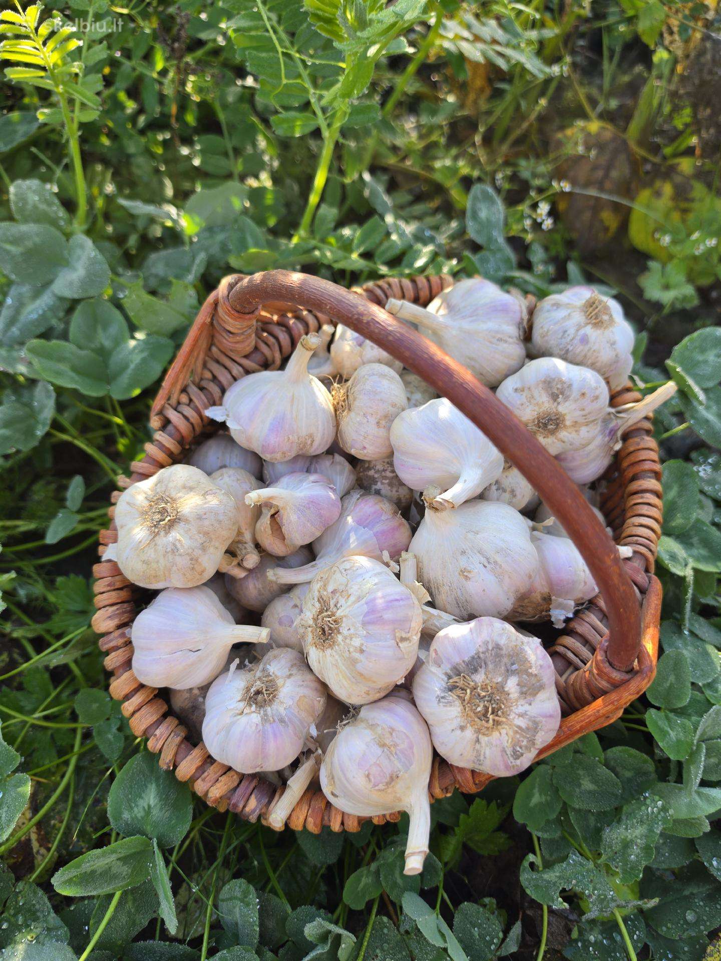 Ūkyje užauginti česnakai