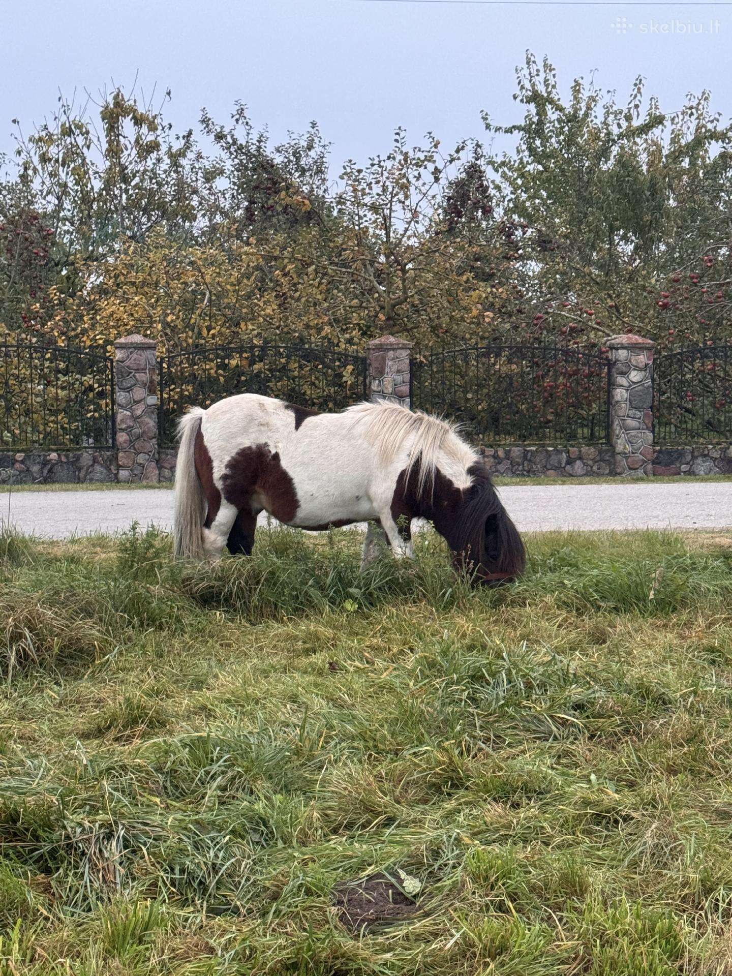 Ponis eržiliukas