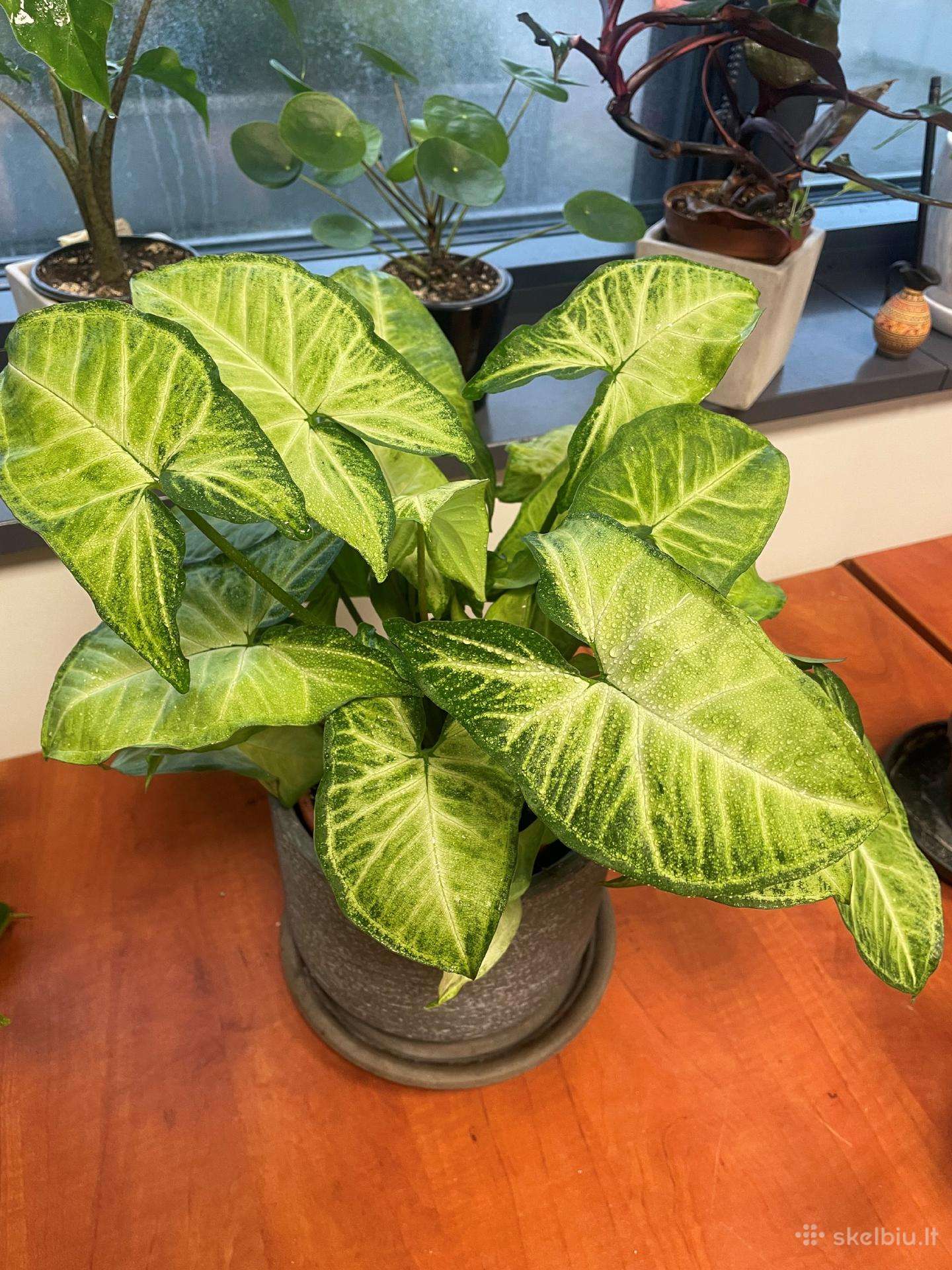 Syngonium
