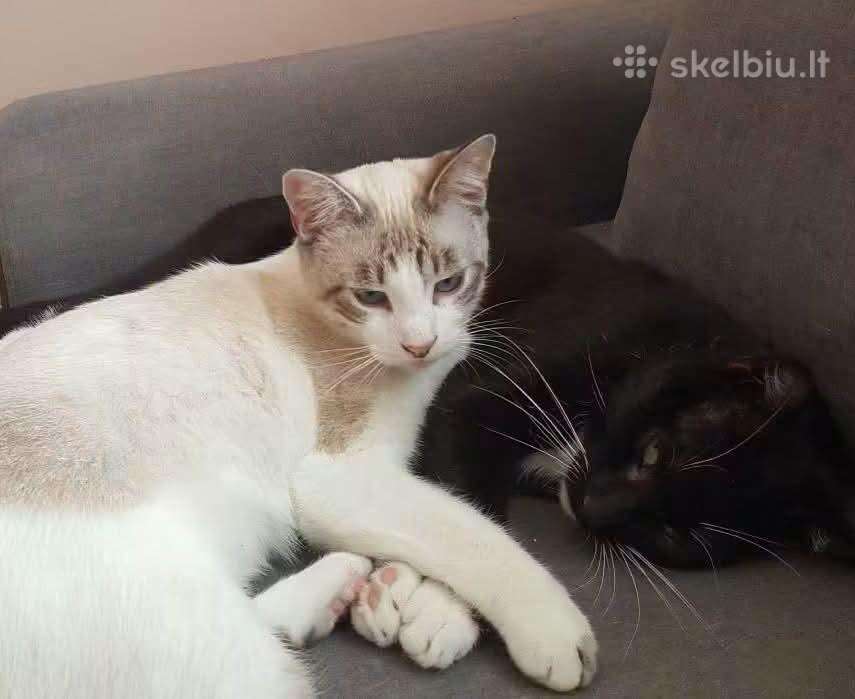 Elio ir Tao ieško namų