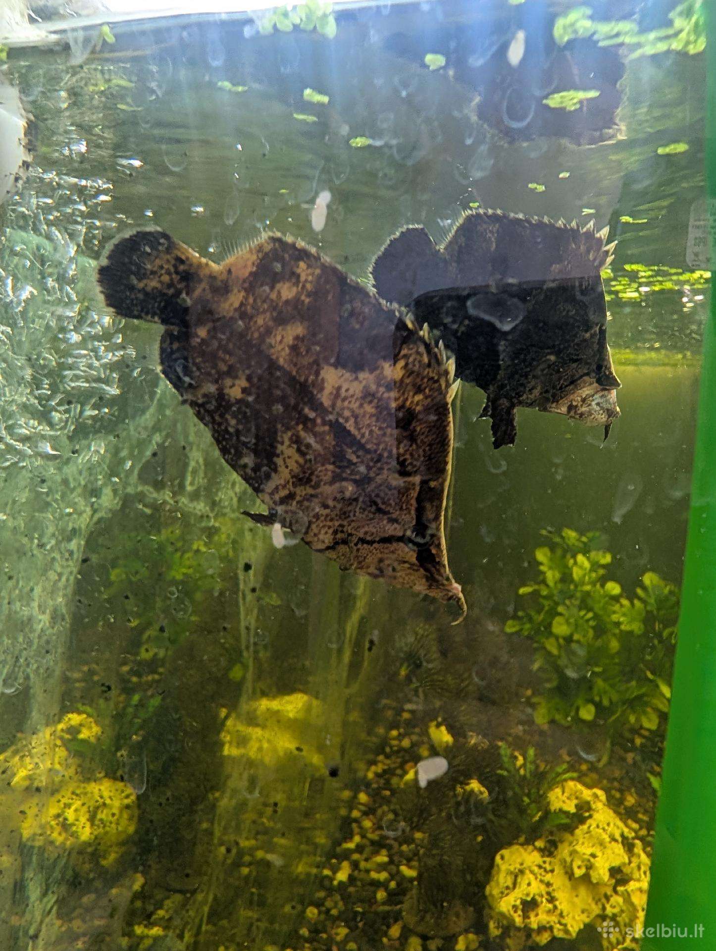 Parduodamos žuvis Amazonės lapžuvė