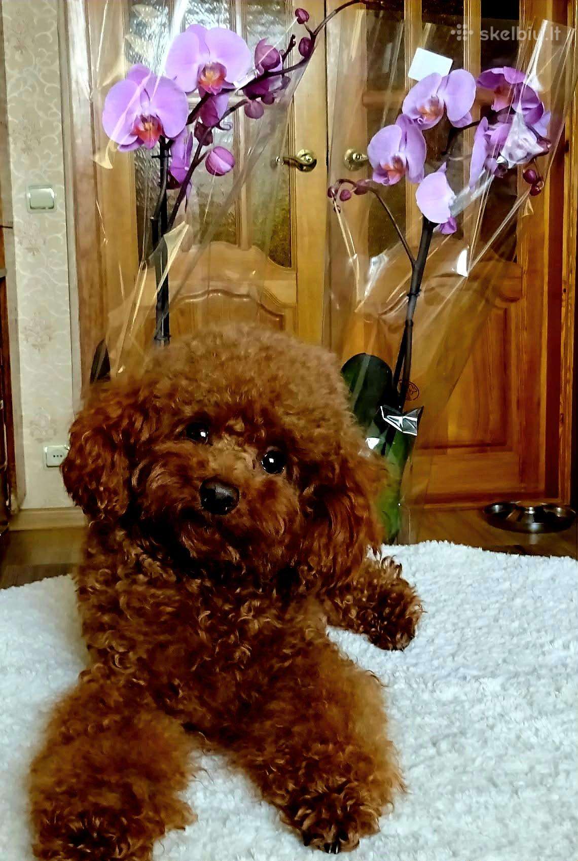 Toy pudelis kergimui