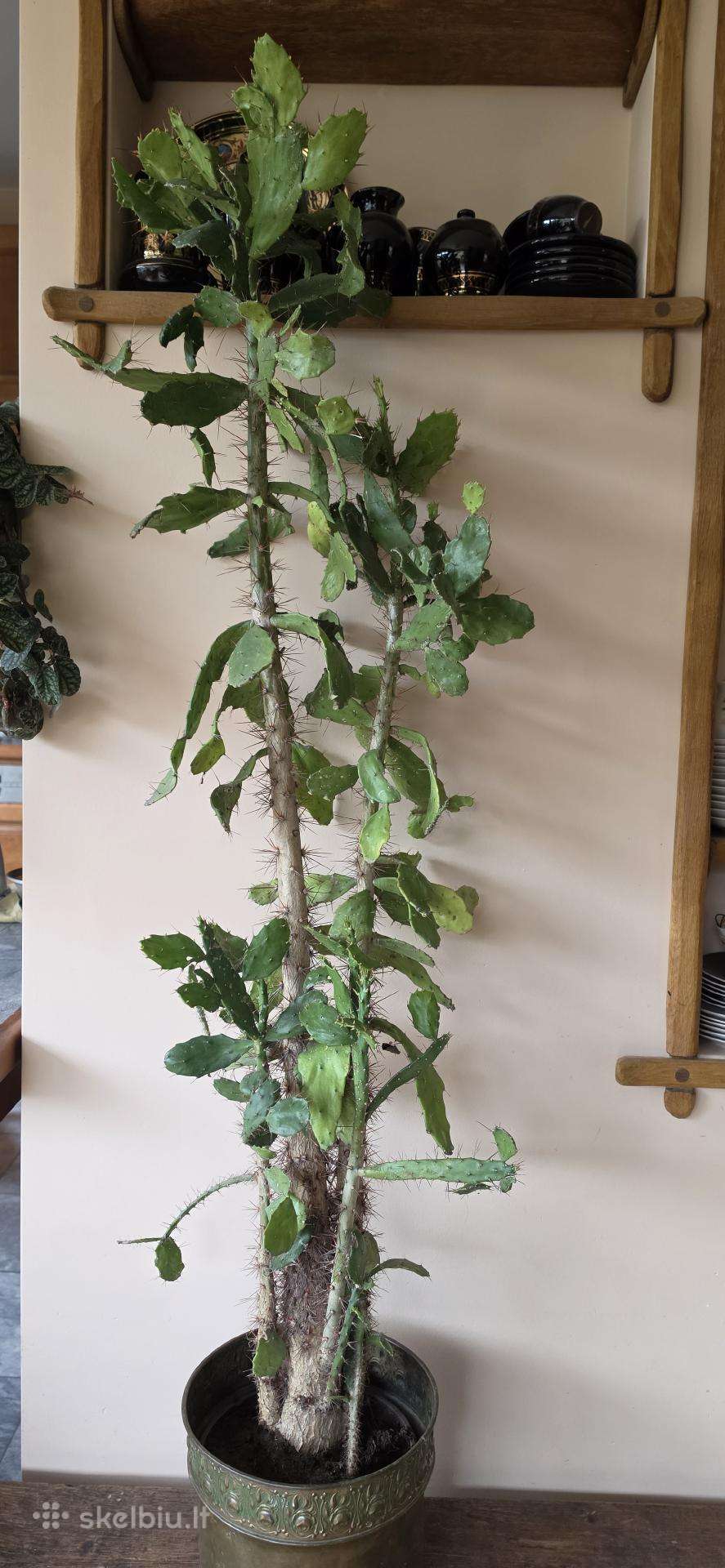125 cm 8 metų kaktusas opuncija