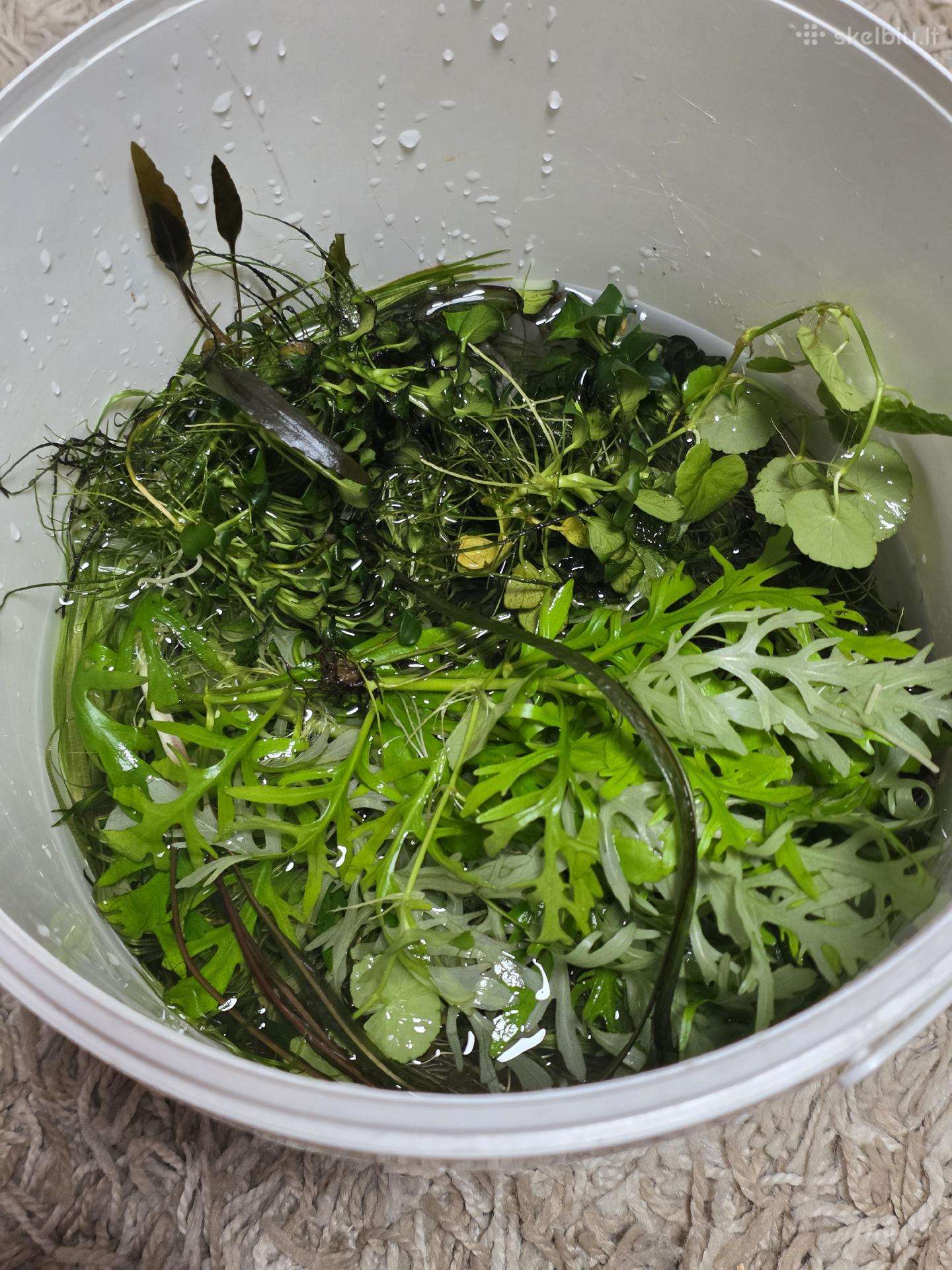Akvariumo augalai po 5€ rinkinukas