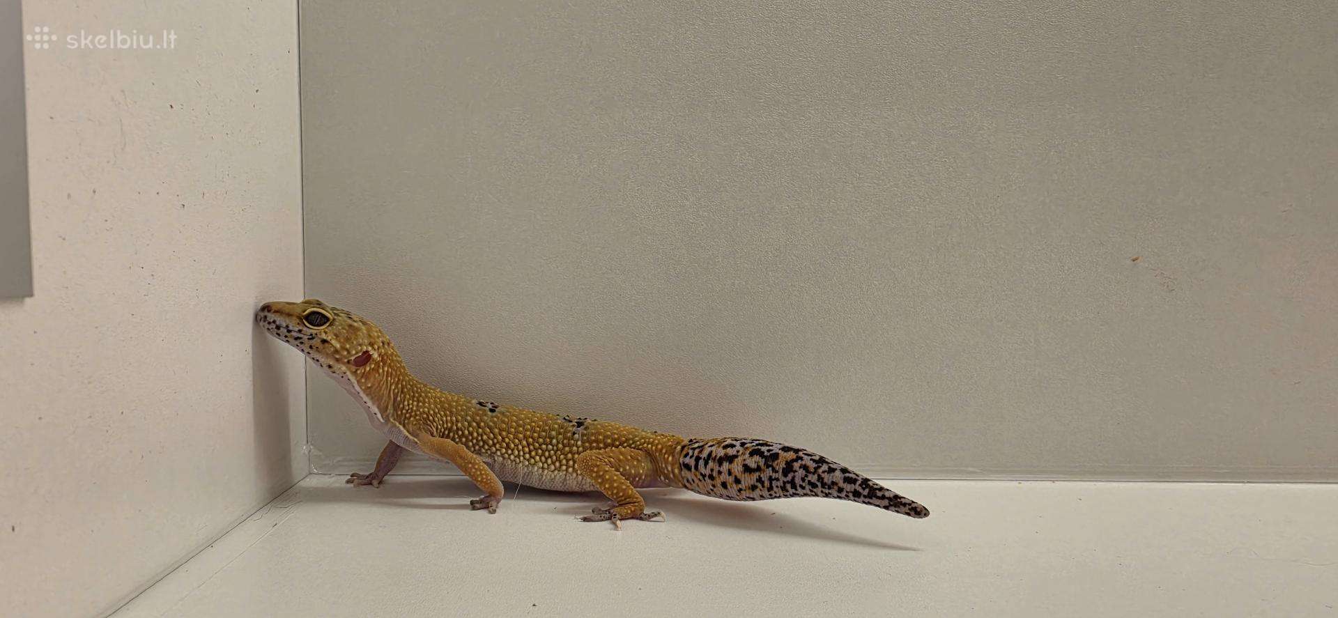 Leopardinis gekonas su terariumu.