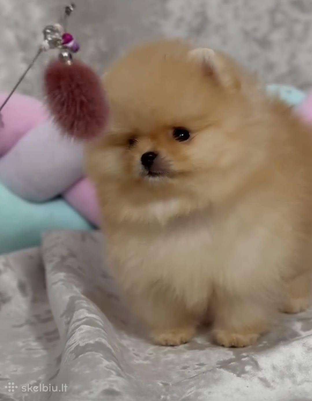 Persikinis Mini boo berniukas pomeranas