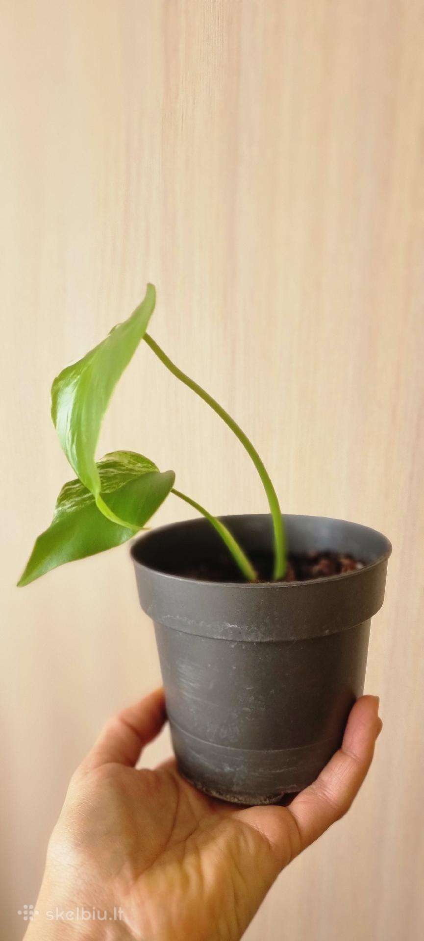 Monstera albo