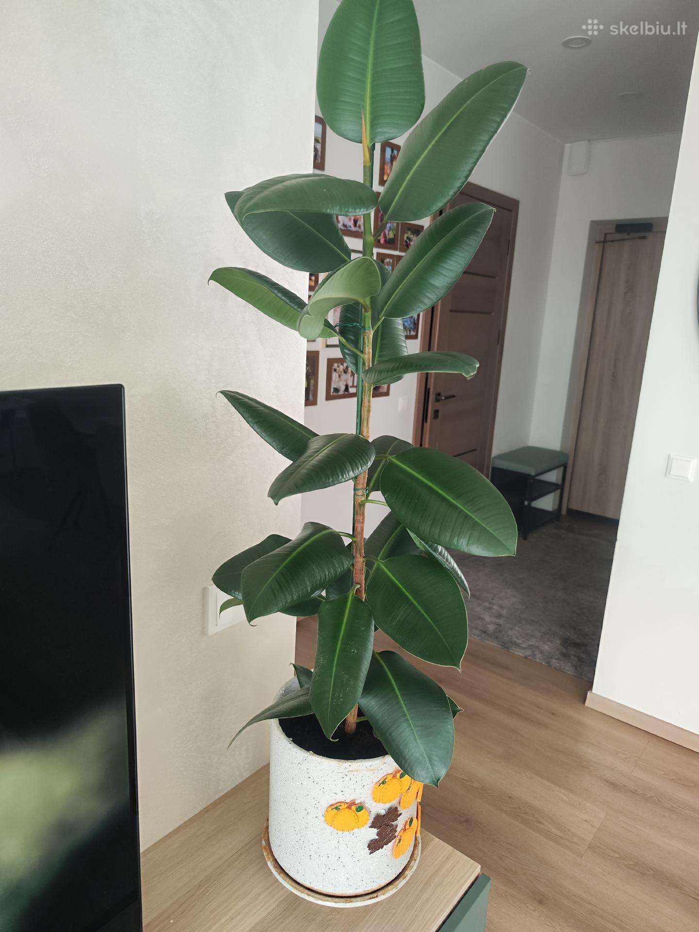 Fikusas