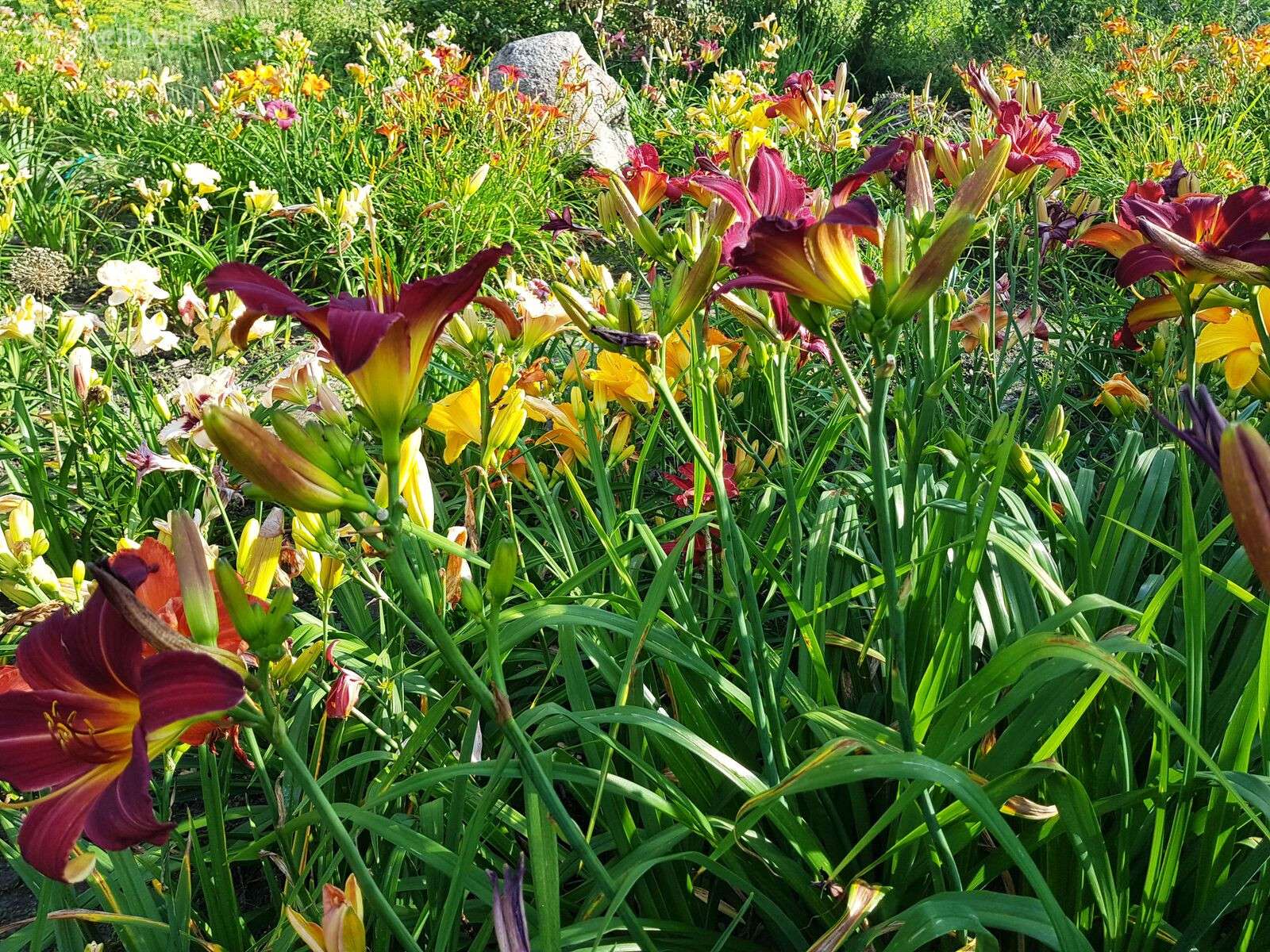 Daugiametės gėlės - Iris, Viendienės