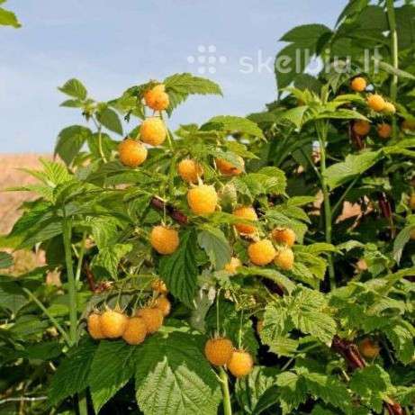 Aviečių daigai,sausmedžiai Przehyba Maravila