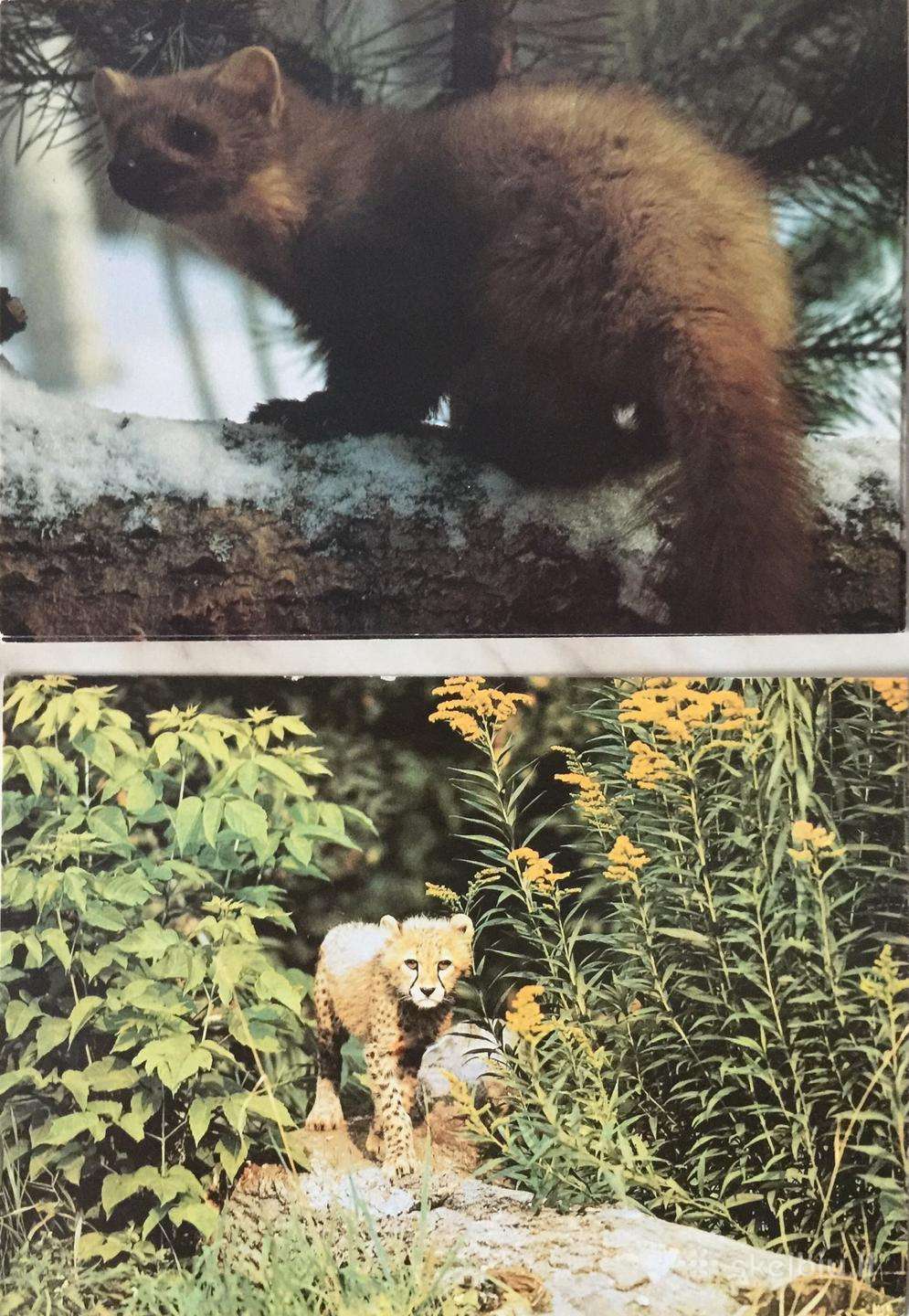 Tarybiniai atvirukai su gyvūnais fotografuoti