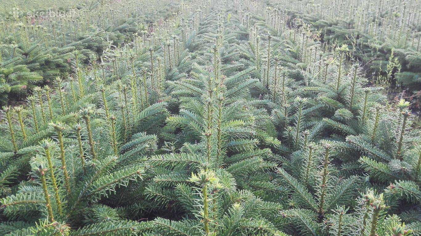 Eglės, pušies, spygliuočių, lapuočių sodinukai